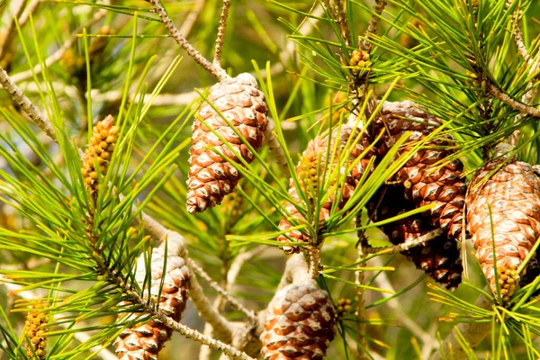 Pinus Halepensis Bergen Onder Zon Alicante Spanje — Stockfoto