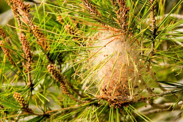 Processsionair Nest Aan Een Dennenboom Het Voorjaar — Stockfoto