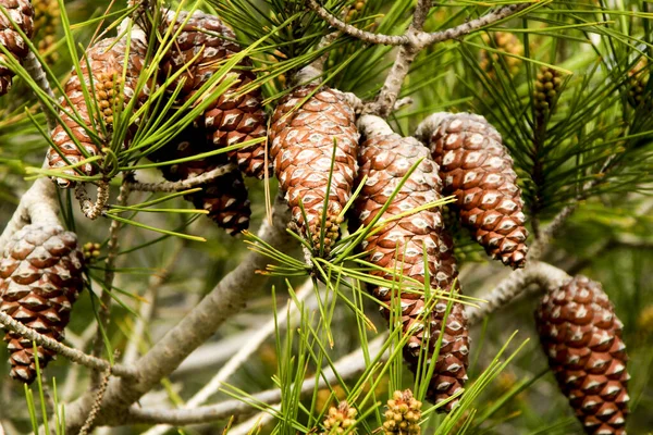 Pinus Halepensis Montagna Sotto Sole Alicante Spagna — Foto Stock
