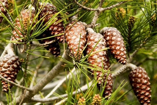 Pinus Halepensis Górach Pod Słońcem Alicante Hiszpania — Zdjęcie stockowe