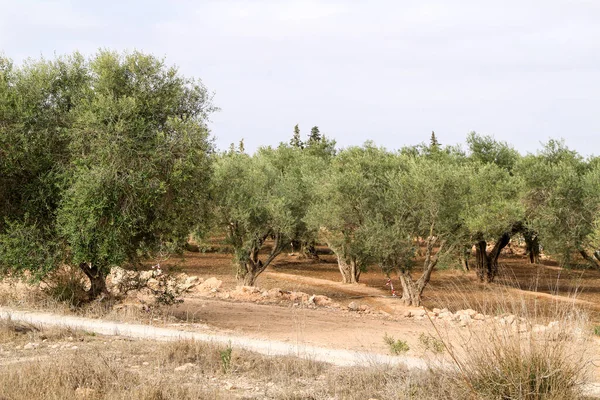 Красочная Оливковая Плантация Юге Испании — стоковое фото