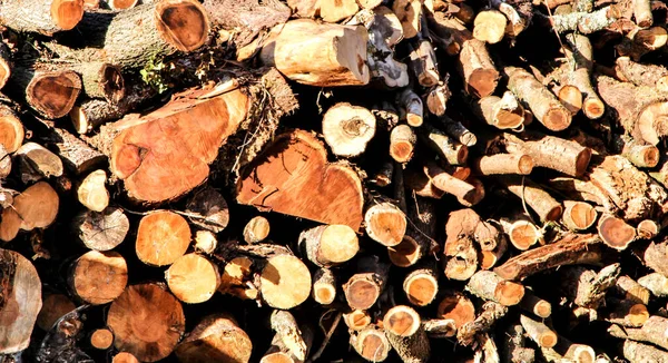 Troncos Cortados Esperando Ser Transportados Bosque Español Primavera —  Fotos de Stock