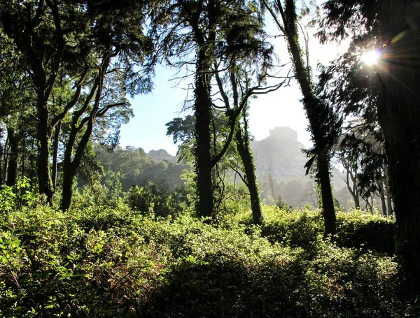 Όμορφο Φυλλώδες Δάσος Κολοσσιαία Δέντρα Και Απαλές Ακτίνες Του Ήλιου — Φωτογραφία Αρχείου