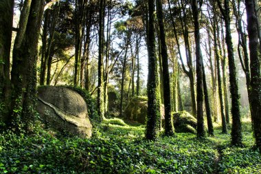 Portekiz, Lizbon 'daki Sintra Dağları' nda muazzam kaya oluşumları ve yumuşak güneş ışınları olan görkemli ağaçlara sahip güzel yapraklı orman.