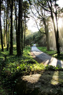 Lizbon, Portekiz 'deki Sintra Dağları' ndaki yapraklı çam ormanlarından geçen yol