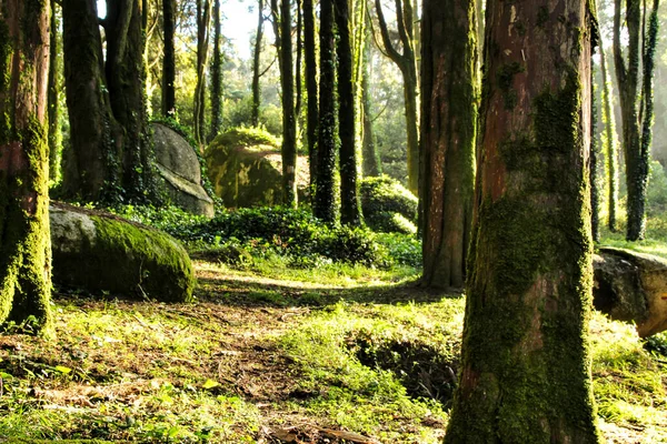 Όμορφα Φυλλώδη Δάση Κολοσσιαίους Σχηματισμούς Βράχων Και Μεγαλοπρεπή Δέντρα Απαλές — Φωτογραφία Αρχείου