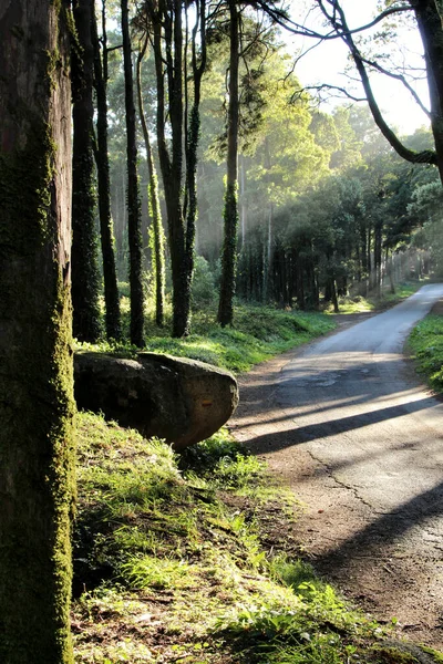 Δάση Φύλλα Πεύκου Στην Οροσειρά Sintra Στη Λισαβόνα Της Πορτογαλίας — Φωτογραφία Αρχείου