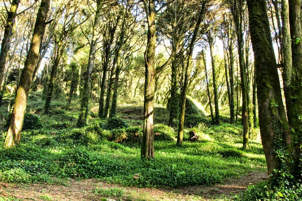 Bela Floresta Frondosa Com Árvores Colossais Raios Sol Suaves Nas — Fotografia de Stock