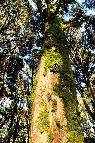 Bela Floresta Frondosa Com Árvores Colossais Raios Sol Suaves Nas — Fotografia de Stock