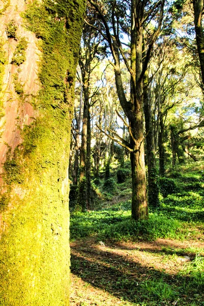 Bela Floresta Frondosa Com Árvores Colossais Raios Sol Suaves Nas — Fotografia de Stock