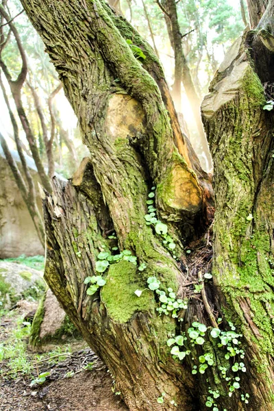 Prachtig Lommerrijk Bos Met Kolossale Bomen Zachte Zonnestralen Het Sintra — Stockfoto