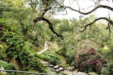 Sintra, Lizbon 'da büyük ağaçları olan yapraklı ve yeşil bahçeler.