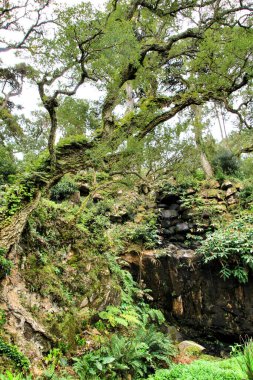 Sintra, Lizbon 'da büyük ağaçları olan yapraklı ve yeşil bahçeler.