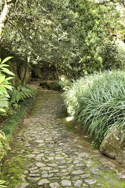 Pad Tussendoor Met Groene Vegetatie Winter Lissabon Portugal — Stockfoto