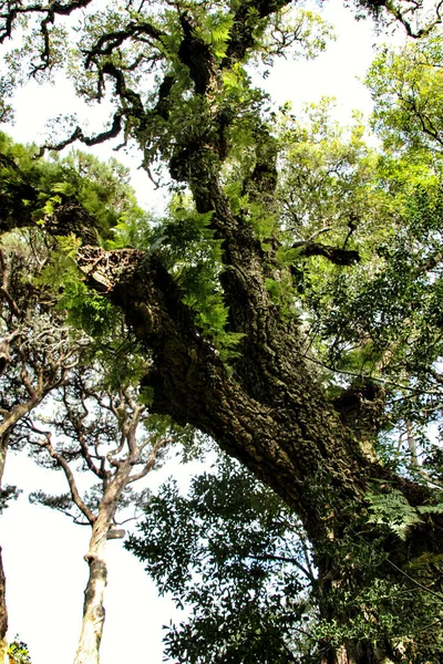 Jardins Folhosos Verdes Com Grandes Árvores Sintra Lisboa — Fotografia de Stock