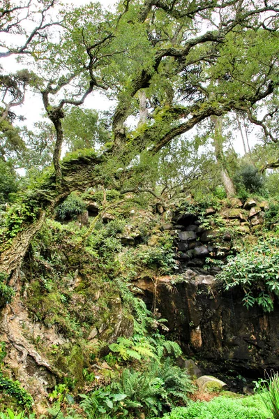 Jardins Folhosos Verdes Com Grandes Árvores Sintra Lisboa — Fotografia de Stock