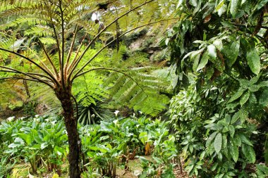 Portekiz, Sintra 'da büyük eğreltiotları olan güzel yapraklı ve yeşil bir bahçe.