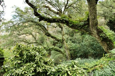 Sintra, Lizbon 'da büyük ağaçları olan yapraklı ve yeşil bahçeler.