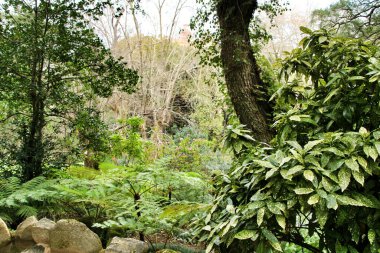 Portekiz, Sintra 'da büyük eğreltiotları olan güzel yapraklı ve yeşil bir bahçe.