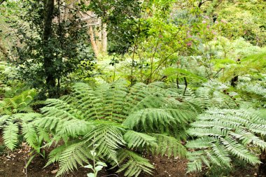 Portekiz, Sintra 'da büyük eğreltiotları olan güzel yapraklı ve yeşil bir bahçe.