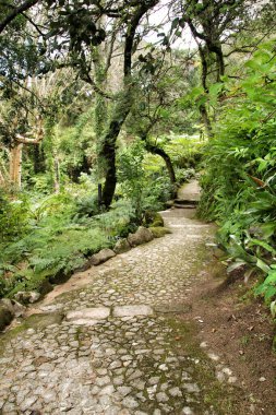 Lizbon, Portekiz 'de kışın yeşil bitki örtüsü arasında yol