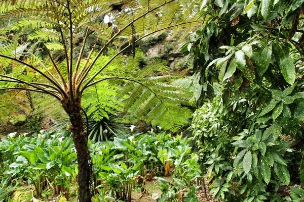 Portekiz, Sintra 'da büyük eğreltiotları olan güzel yapraklı ve yeşil bir bahçe.