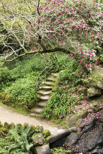 Camino Entre Con Vegetación Verde Invierno Lisboa Portugal — Foto de Stock