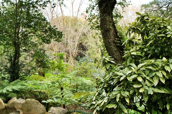 Beautiful Leafy Green Garden Big Ferns Sintra Portugal — Stock Photo, Image