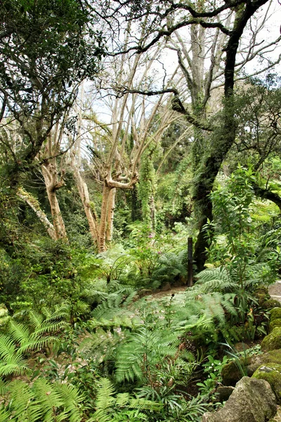 Jardins Folhosos Verdes Com Grandes Árvores Sintra Lisboa — Fotografia de Stock