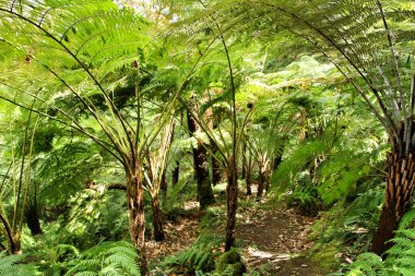 Portekiz, Sintra 'da büyük eğreltiotları olan güzel yapraklı ve yeşil bir bahçe.