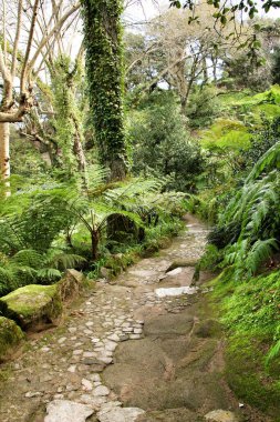 Lizbon, Portekiz 'de kışın yeşil bitki örtüsü arasında yol