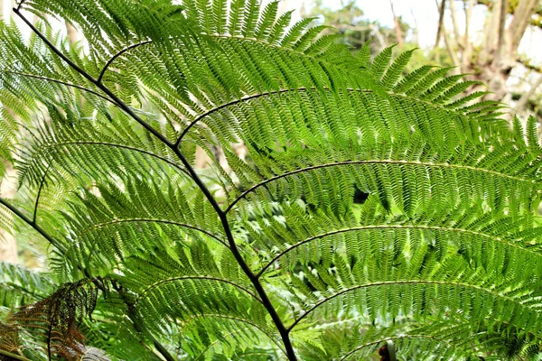 Bonito Jardim Frondoso Verde Com Samambaias Grandes Sintra Portugal — Fotografia de Stock