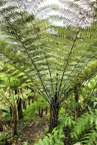 Bellissimo Giardino Verde Frondoso Con Grandi Felci Sintra Portogallo — Foto Stock