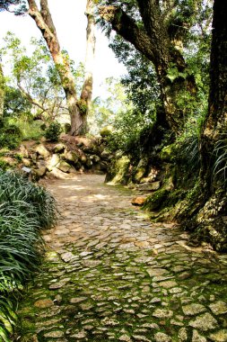 Lizbon, Portekiz 'de kışın yeşil bitki örtüsü arasında yol