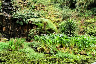 Sintra, Lizbon 'da yaprak ve yeşil bahçe