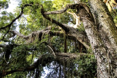 Sintra, Lizbon 'da büyük ağaçları olan yapraklı ve yeşil bahçeler.