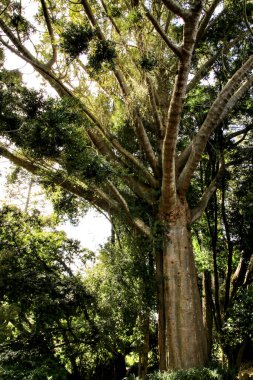 Sintra, Lizbon 'da büyük ağaçları olan yapraklı ve yeşil bahçeler.