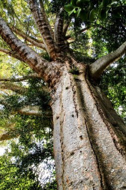 Agathis Robusta heybetli ağacı Sintra, Lizbon, Portekiz 'de bir bahçede