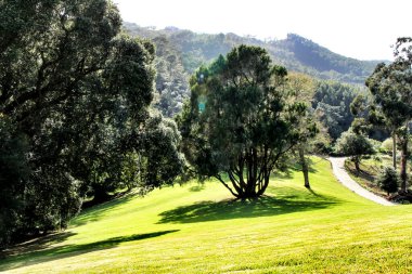 Sintra, Lizbon 'da büyük ağaçları olan yapraklı ve yeşil bahçeler.