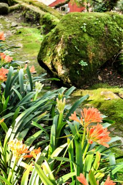 Sintra, Lizbon 'da büyük ağaçları olan yapraklı ve yeşil bahçeler.