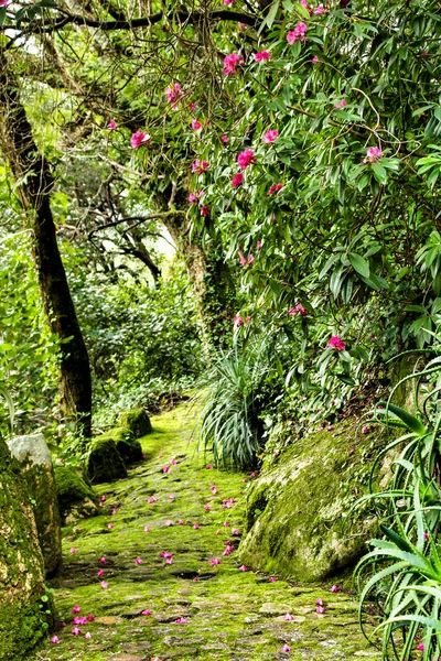 Leveles Zöld Kert Sintra Lisszabon — Stock Fotó