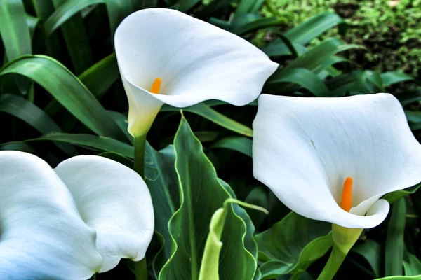 Beautiful Zantedeschia Aethiopica Plant Garden Spring — Stock Photo, Image
