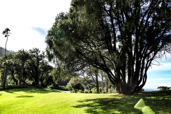 Sintra Lizbon Büyük Ağaçları Olan Yapraklı Yeşil Bahçeler — Stok fotoğraf