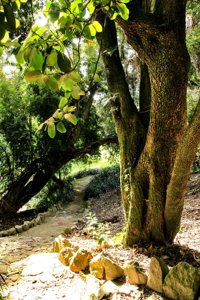 Leveles Zöld Kertek Nagy Fákkal Sintrában Lisszabonban — Stock Fotó