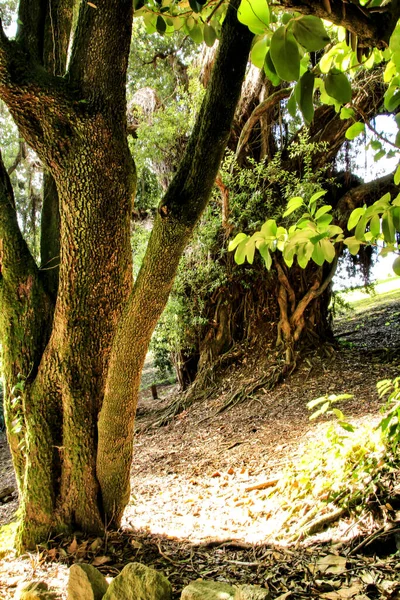 Blad Och Gröna Trädgårdar Med Stora Träd Sintra Lissabon — Stockfoto