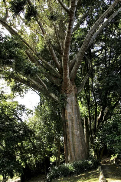 리스본 신트라에 나무들이 이무성하고 — 스톡 사진