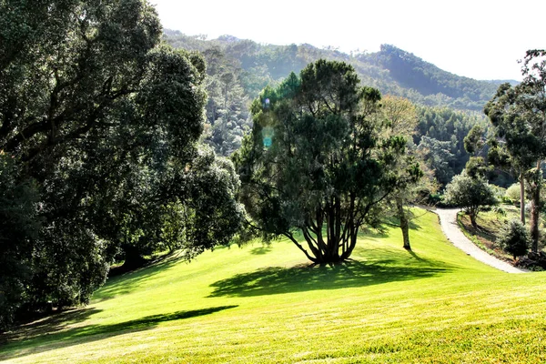 Sintra, Lizbon 'da büyük ağaçları olan yapraklı ve yeşil bahçeler.