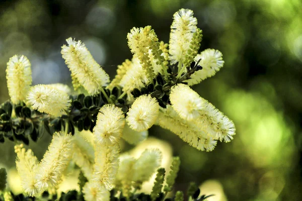 Beautiful Yellow Acacia Dealbata Garden Spring — Stock Photo, Image
