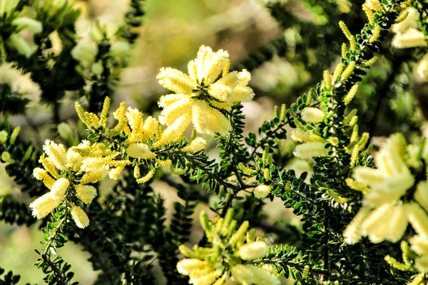 Linda Acácia Dealbata Amarela Jardim Primavera — Fotografia de Stock