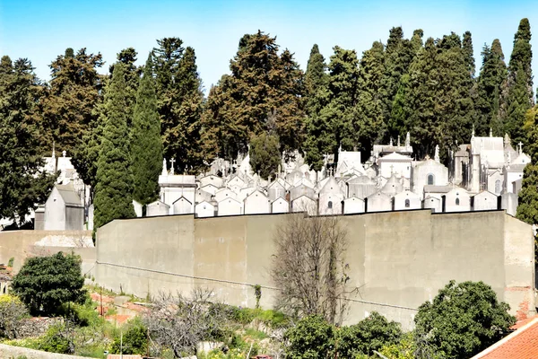 Veduta Del Cimitero Dos Prazeres Lisbona Cipressi Sullo Sfondo — Foto Stock